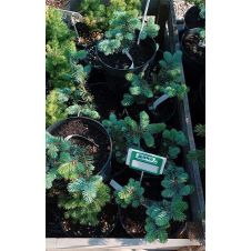 Ель колючая Glauca globosa (Глаука Глобоза) C3
