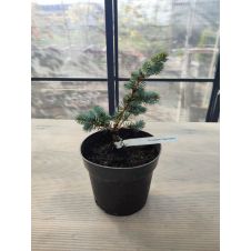 Ель колючая Glauca globosa (Глаука Глобоза) C3
