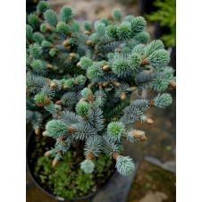 Ель колючая Glauca globosa (Глаука Глобоза) C3