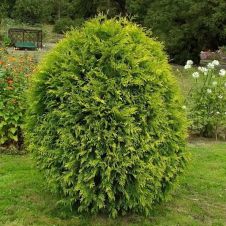 Туя западная Wagneri (Вагнери) С3
