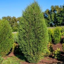 Туя западная Wagneri (Вагнери) С3