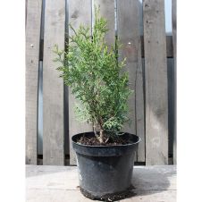 Туя западная Wagneri (Вагнери) С3