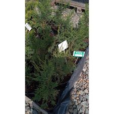 Туя западная Wagneri (Вагнери) С3