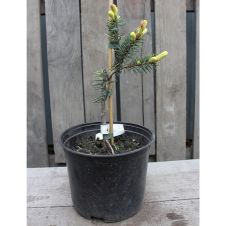 Ель европейская Maigold (Майголд) C2/3, 20-30 см