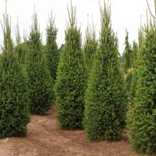 Ель обыкновенная Cupressina (Купрессена) С2
