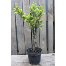 Ель обыкновенная Cupressina (Купрессена) С2