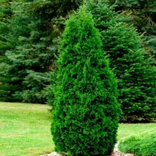 Туя западная Pyramidalis Compacta (Пирамидалис Компакта) WRB 180 см