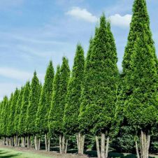 Туя западная Pyramidalis Compacta (Пирамидалис Компакта) WRB 180 см