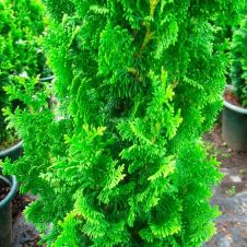 Туя западная Pyramidalis Compacta (Пирамидалис Компакта) WRB 180 см