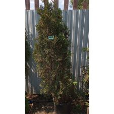 Туя западная Pyramidalis Compacta (Пирамидалис Компакта) WRB 180 см
