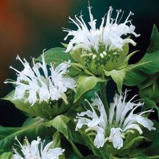 Монарда гибридная ‘Bee Bright’ (Би Брайт)