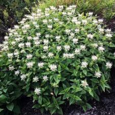 Монарда гибридная ‘Bee Bright’ (Би Брайт)