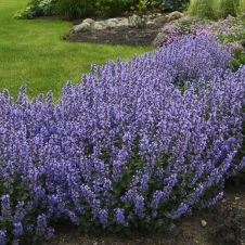 Котовник Джуниор Уолкер (Junior Walker)