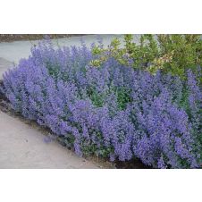 Котовник Джуниор Уолкер (Junior Walker)