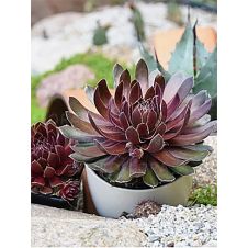 Молодило БигСэм Руби Стар (BigSam Ruby Star)