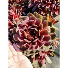 Молодило БигСэм Руби Стар (BigSam Ruby Star)