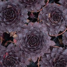 Молодило БигСэм Блэк Черри (BigSam Black Cherry)