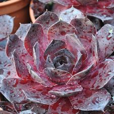 Молодило БигСэм Блэк Черри (BigSam Black Cherry)