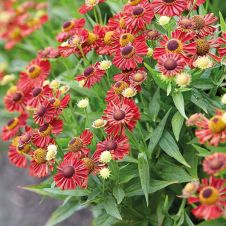 Гелениум «Mariachi Siesta» (Мариачи Сиеста)