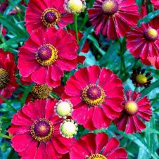 Гелениум «Mariachi Siesta» (Мариачи Сиеста)