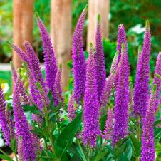 Вероника длиннолистная «First Match» (Фест Матч)