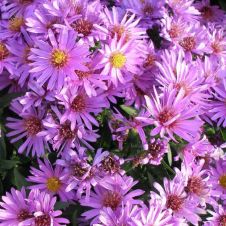 Астра гибридная ‘Wood's Purple’ (Вудс Перпл)