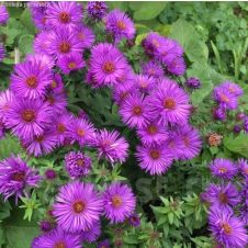 Астра гибридная ‘Wood's Purple’ (Вудс Перпл)