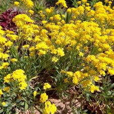 Алиссум горный ‘Berggold’ (Бергголд)