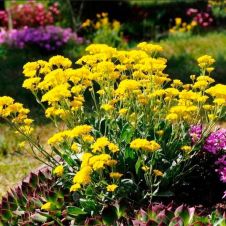 Алиссум горный ‘Berggold’ (Бергголд)