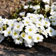 Аренария горная «Blizzard» (Близзард)