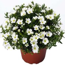 Аренария горная «Blizzard» (Близзард)