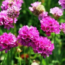 Армерия приморская ‘Morning Star Deep Rose‘ (Морнинг Стар Дип Роуз)