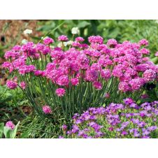 Армерия приморская ‘Morning Star Deep Rose‘ (Морнинг Стар Дип Роуз)