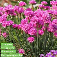 Армерия приморская ‘Morning Star Deep Rose‘ (Морнинг Стар Дип Роуз)