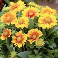 Гайлардия ‘Arizona Apricot’ (Аризона Эприкот)