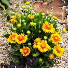 Гайлардия ‘Arizona Apricot’ (Аризона Эприкот)