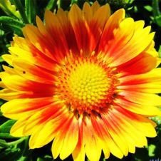 Гайлардия ‘Arizona Apricot’ (Аризона Эприкот)