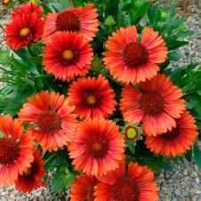 Гайлардия ‘Arizona Red Shades’ (Аризона Рэд Шейдс)