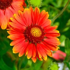 Гайлардия ‘Arizona Red Shades’ (Аризона Рэд Шейдс)