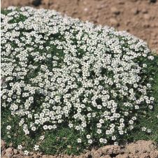 Мшанка шиловидная ‘Dubliner’ (Даблинер)