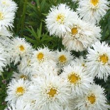 Нивяник великолепный ‘Crazy Daisy’ (Крэйзи Дэйзи)