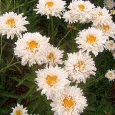 Нивяник великолепный ‘Crazy Daisy’ (Крэйзи Дэйзи)