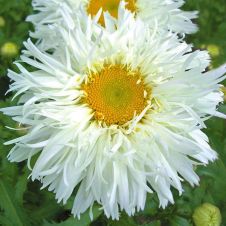 Нивяник великолепный ‘Crazy Daisy’ (Крэйзи Дэйзи)