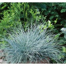 Овсянница ‘Buddy Blue’ (Бадди Блю)