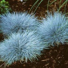 Овсянница сизая ‘Elijah Blue’ (Элайджа Блю)