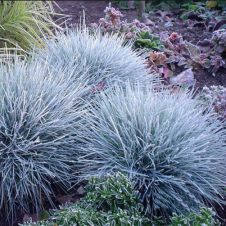 Овсянница сизая ‘Elijah Blue’ (Элайджа Блю)