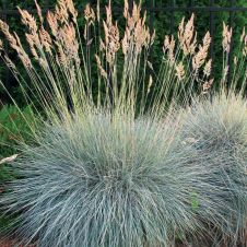 Овсянница сизая ‘Elijah Blue’ (Элайджа Блю)