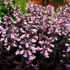 Пенстемон наперстянковый ‘Mystica’ (Мистика)