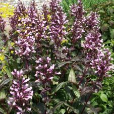 Пенстемон наперстянковый ‘Mystica’ (Мистика)