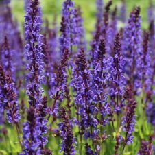 Шалфей дубравный (Сальвия) ‘Konigin Violet’ (Конигин Виолет)